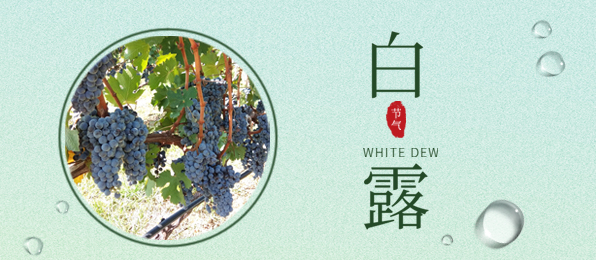 白露 ▎葡園循風，奔赴一場秋色