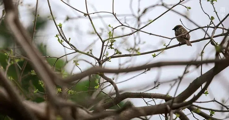 雨水||絲絲春雨潤(rùn)萬(wàn)物，杯杯美酒暖人心
